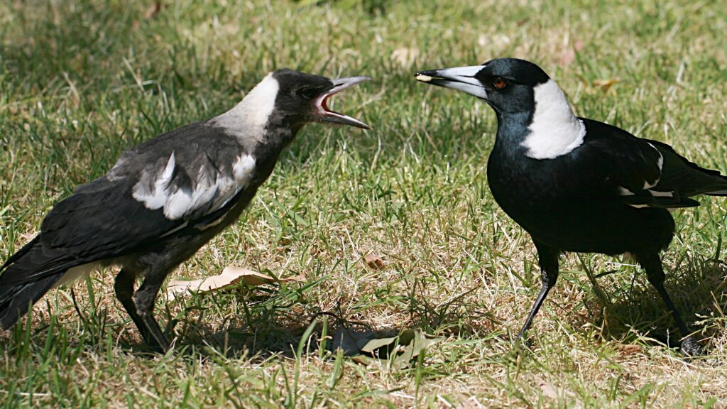 Types of birds with pictures and names