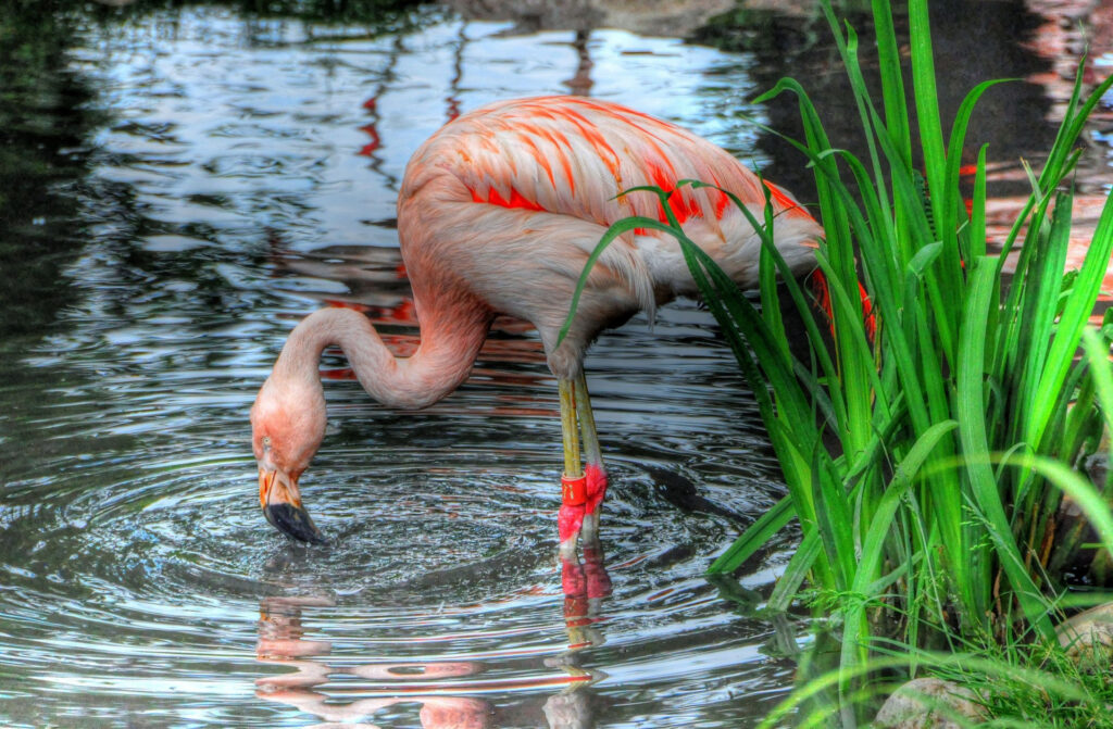Types of birds with pictures and names