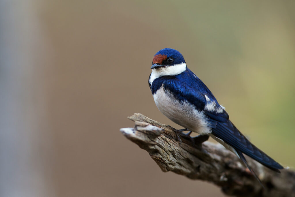 Types of birds with pictures and names